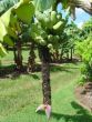 Musa 'Cardaba'